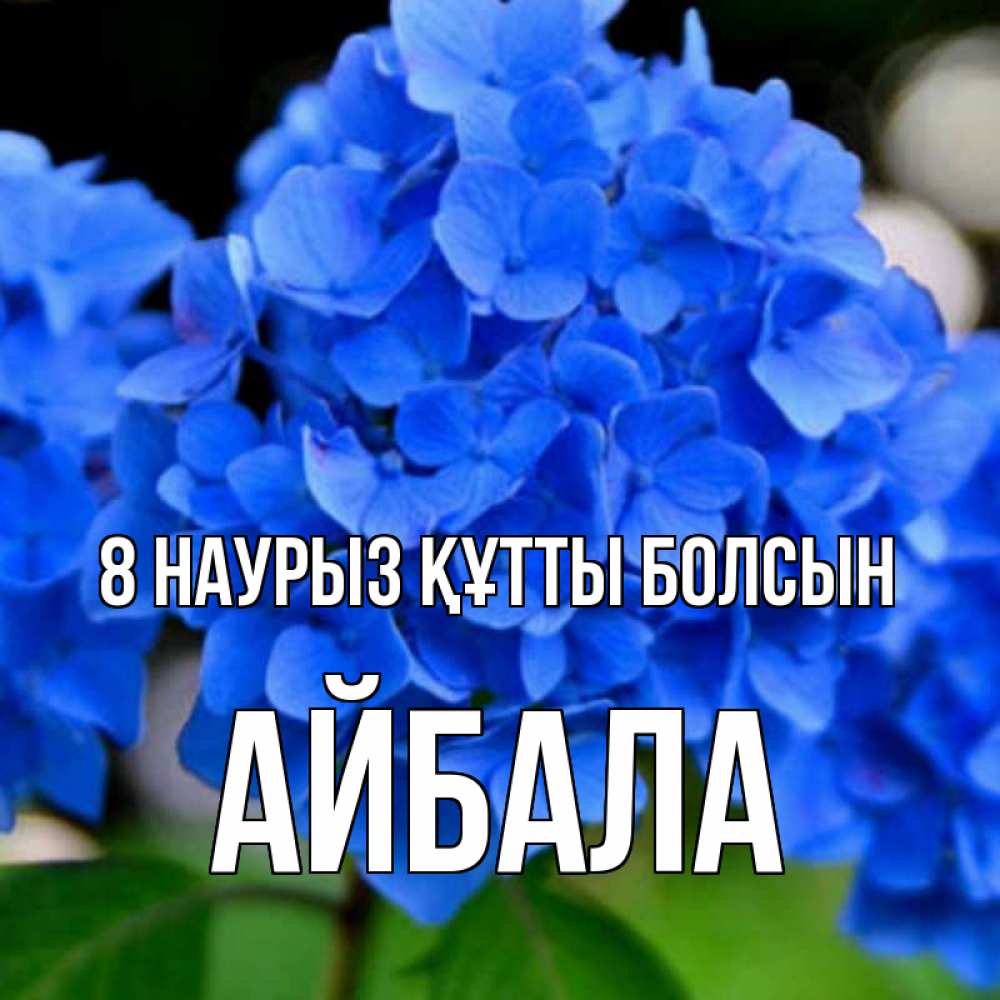 Күн сайын ашық хат с именем, Айбала 8 наурыз құтты болсын синие цветы Онлайн тегін жүктеп алу тілектері бар керемет карта 