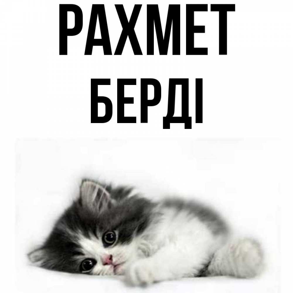 Күн сайын ашық хат с именем, Берді рахмет черный и белый кот Онлайн тегін жүктеп алу тілектері бар керемет карта 