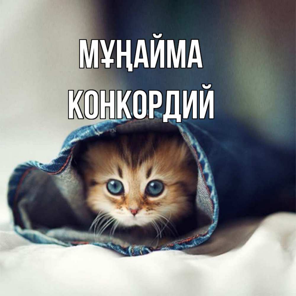 Күн сайын ашық хат с именем, Конкордий Мұңайма рыжик котик Онлайн тегін жүктеп алу тілектері бар керемет карта 