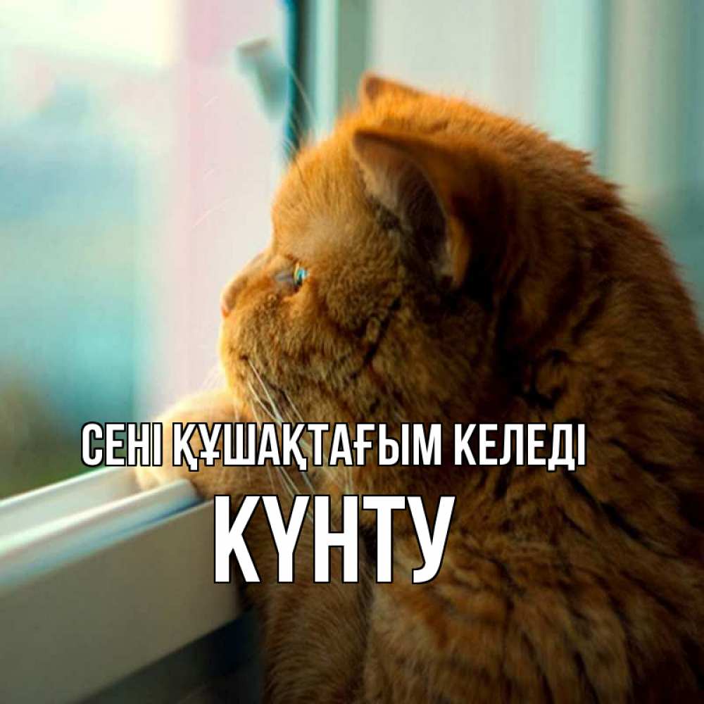 Күн сайын ашық хат с именем, Күнту сені құшақтағым келеді большой огромный рыжий котяра Онлайн тегін жүктеп алу тілектері бар керемет карта 