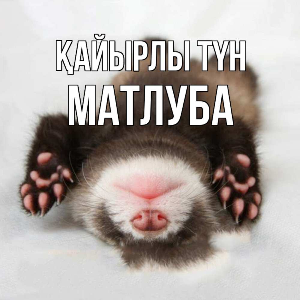 Күн сайын ашық хат с именем, МАТЛУБА Қайырлы түн зверек Онлайн тегін жүктеп алу тілектері бар керемет карта 