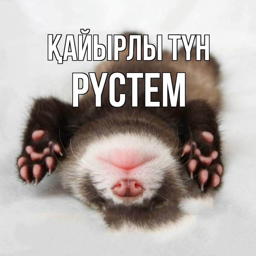 Күн сайын ашық хат с именем, РҮСТЕМ Қайырлы түн зверек Онлайн тегін жүктеп алу тілектері бар керемет карта 