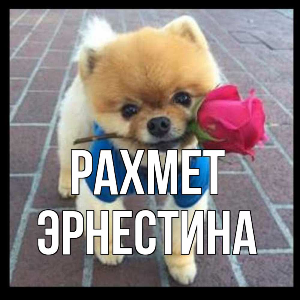 Күн сайын ашық хат с именем, Эрнестина рахмет спасибо и дарю тебе цветок Онлайн тегін жүктеп алу тілектері бар керемет карта 