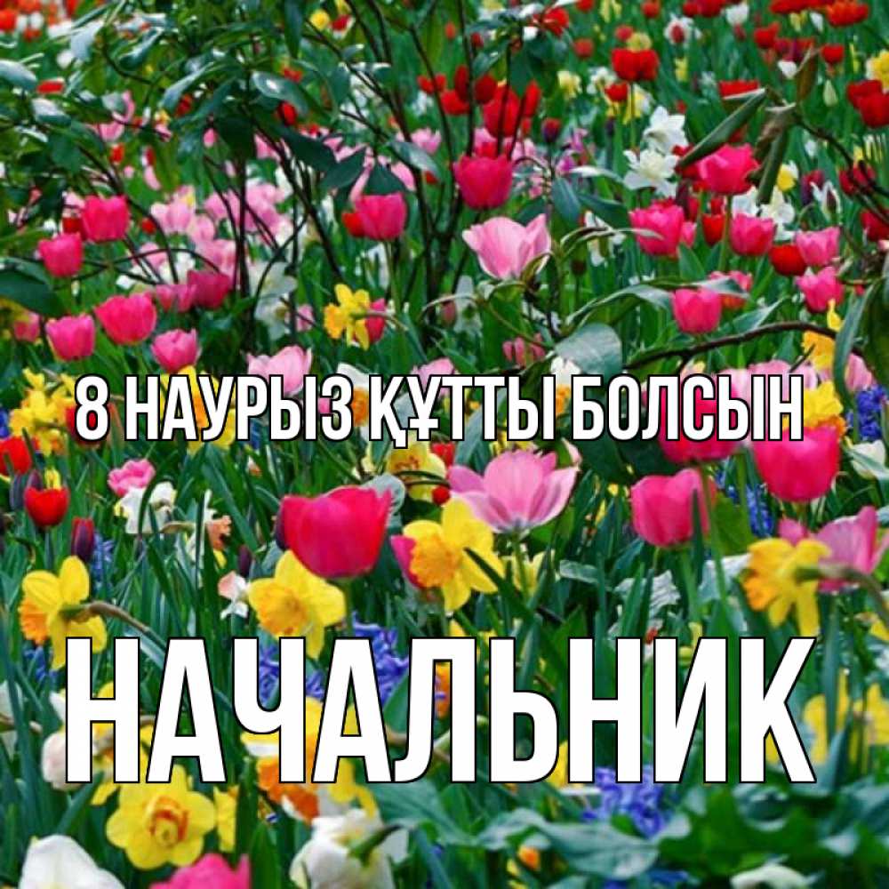 Күн сайын ашық хат с именем, Начальник 8 наурыз құтты болсын с международным женским днем поздравления для женщины Онлайн тегін жүктеп алу тілектері бар керемет карта 