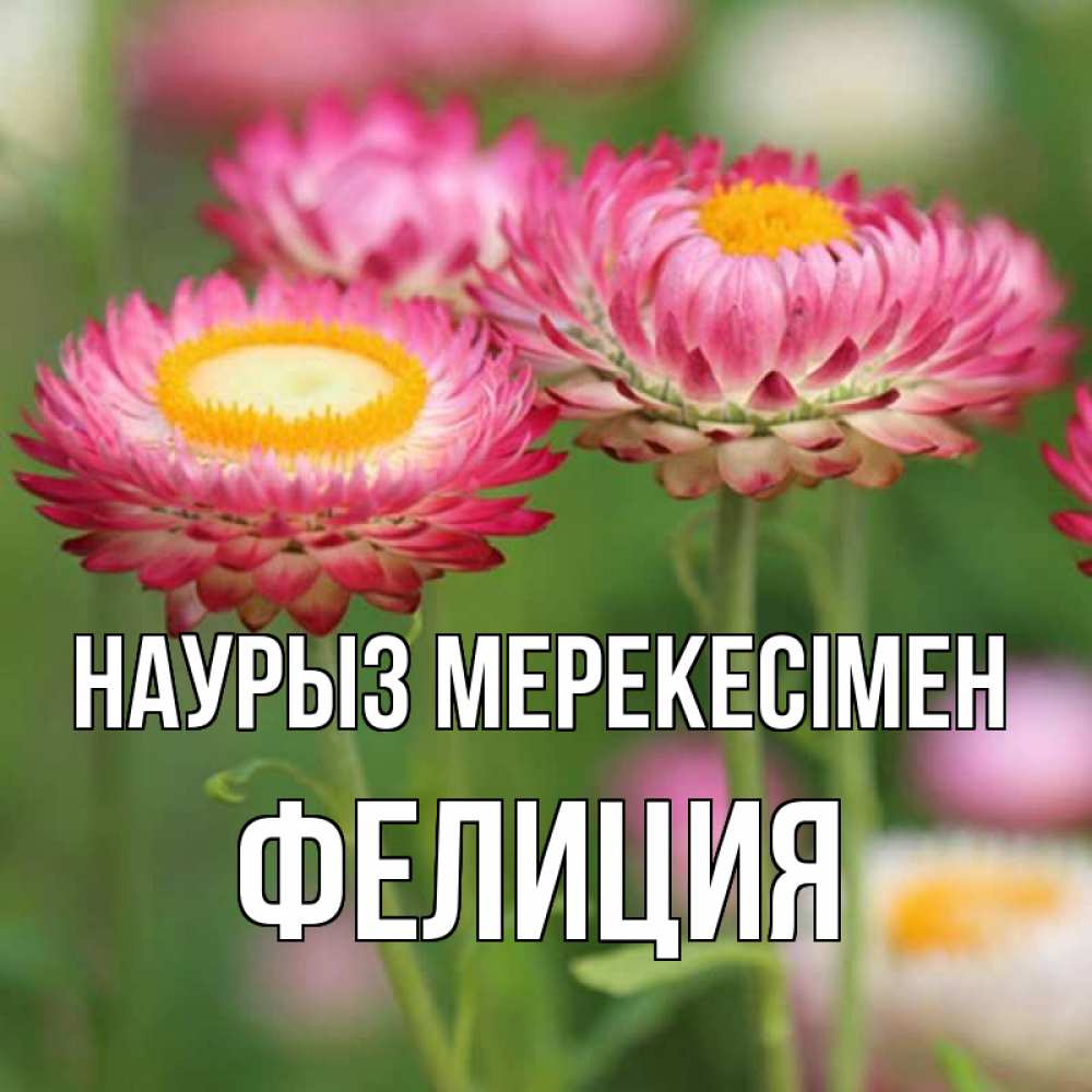 Күн сайын ашық хат с именем, Фелиция Наурыз мерекесімен подарок на международный женский день Онлайн тегін жүктеп алу тілектері бар керемет карта 