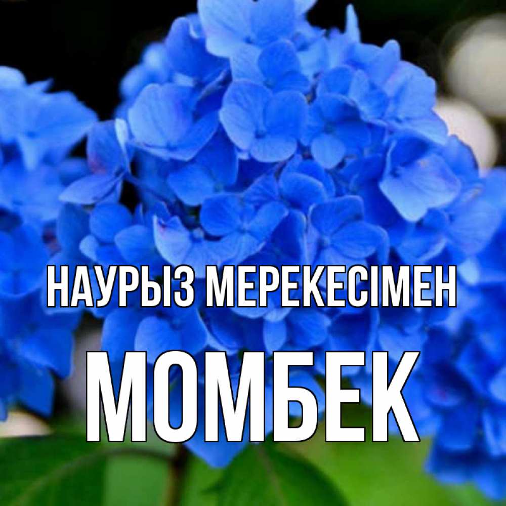 Күн сайын ашық хат с именем, МОМБЕК Наурыз мерекесімен синие цветы Онлайн тегін жүктеп алу тілектері бар керемет карта 