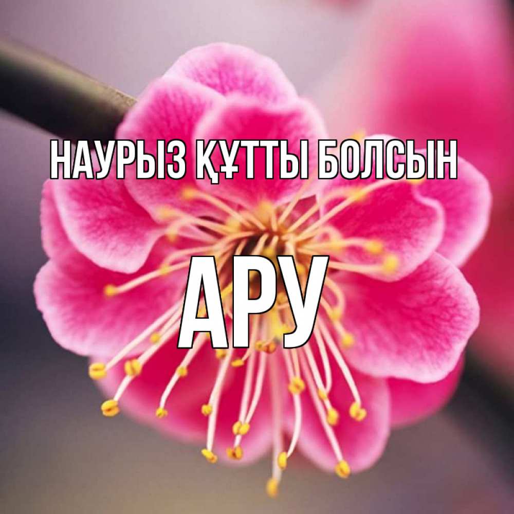 Күн сайын ашық хат с именем, АРУ Наурыз құтты болсын цветы Онлайн тегін жүктеп алу тілектері бар керемет карта 