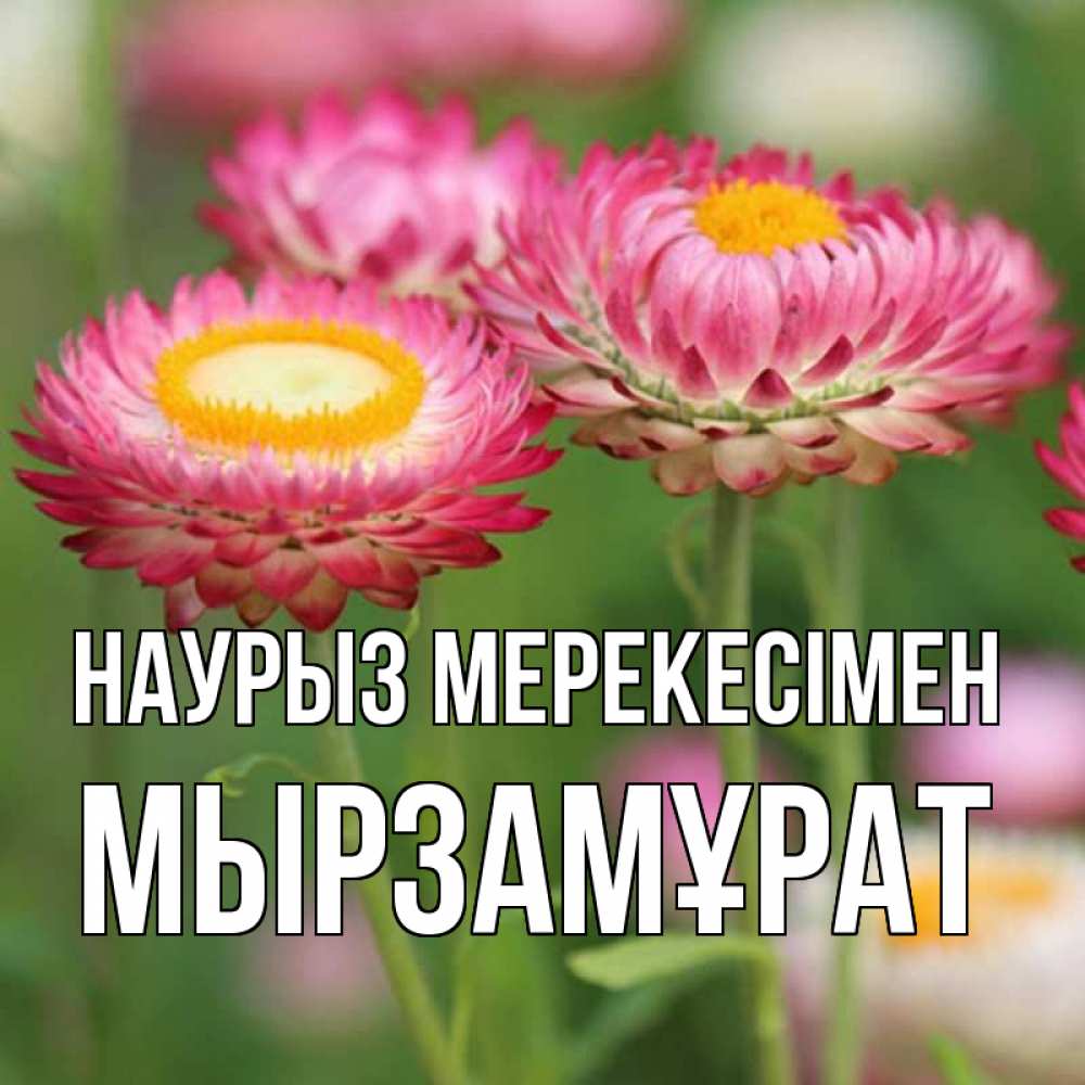 Күн сайын ашық хат с именем, Мырзамұрат Наурыз мерекесімен подарок на международный женский день Онлайн тегін жүктеп алу тілектері бар керемет карта 