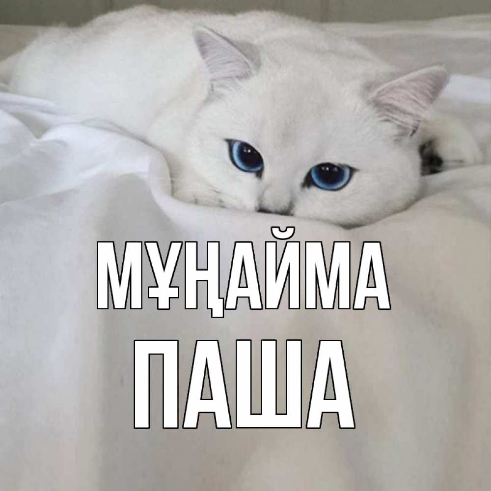 Күн сайын ашық хат с именем, Паша Мұңайма белый кот с голубыми глазами на белоснежной кровати Онлайн тегін жүктеп алу тілектері бар керемет карта 
