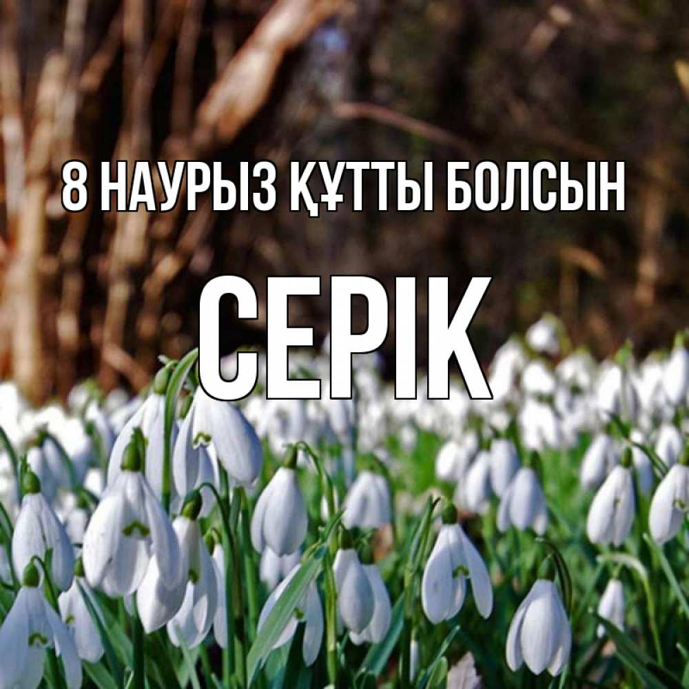 Күн сайын ашық хат с именем, СЕРІК 8 наурыз құтты болсын с подснежниками 1 Онлайн тегін жүктеп алу тілектері бар керемет карта 