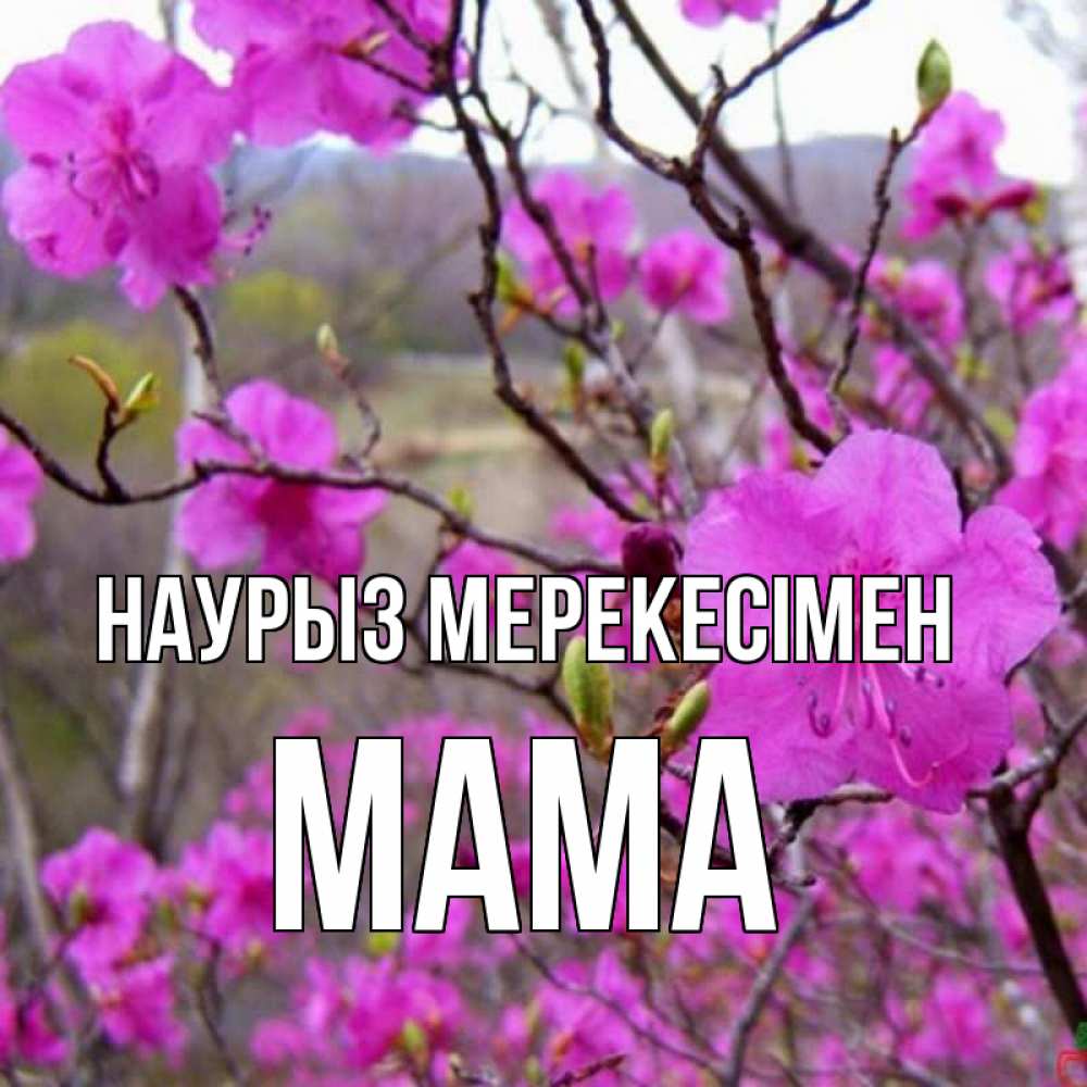 Күн сайын ашық хат с именем, Мама Наурыз мерекесімен праздник весны наурыз Онлайн тегін жүктеп алу тілектері бар керемет карта 