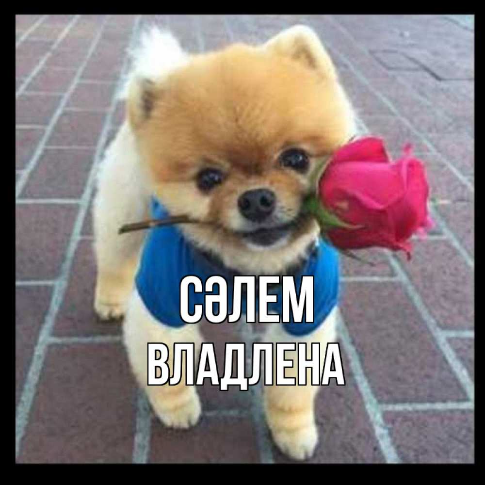 Күн сайын ашық хат с именем, Владлена Сәлем роза в зубах у собаки Онлайн тегін жүктеп алу тілектері бар керемет карта 