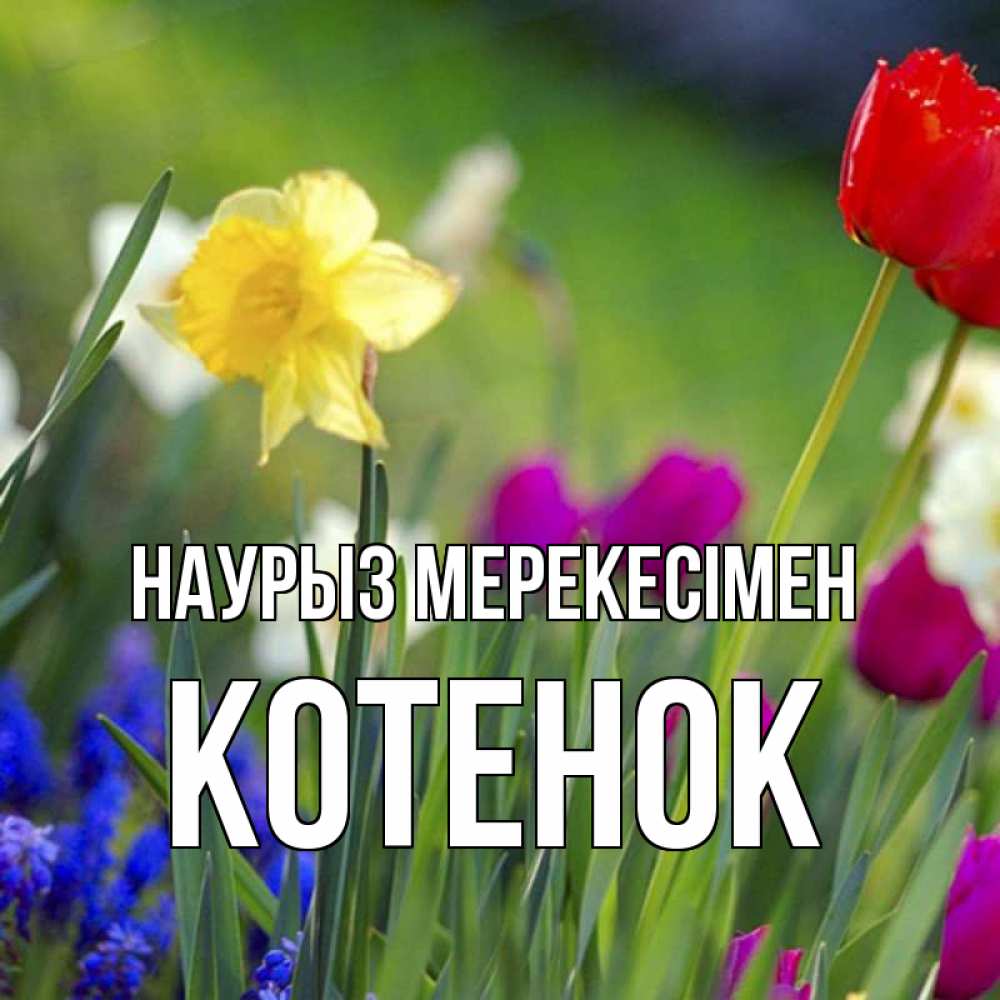 Күн сайын ашық хат с именем, Котенок Наурыз мерекесімен праздник весны наурыз 3 Онлайн тегін жүктеп алу тілектері бар керемет карта 
