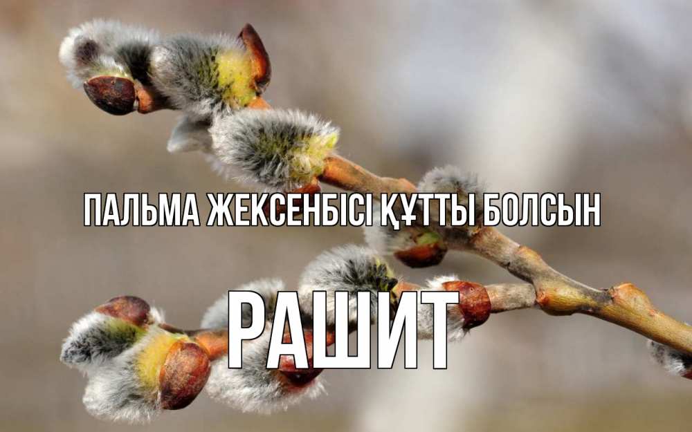 Күн сайын ашық хат с именем, РАШИТ Пальма жексенбісі құтты болсын Верба Онлайн тегін жүктеп алу тілектері бар керемет карта 