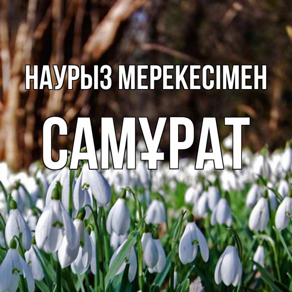 Күн сайын ашық хат с именем, САМҰРАТ Наурыз мерекесімен с подснежниками 1 Онлайн тегін жүктеп алу тілектері бар керемет карта 