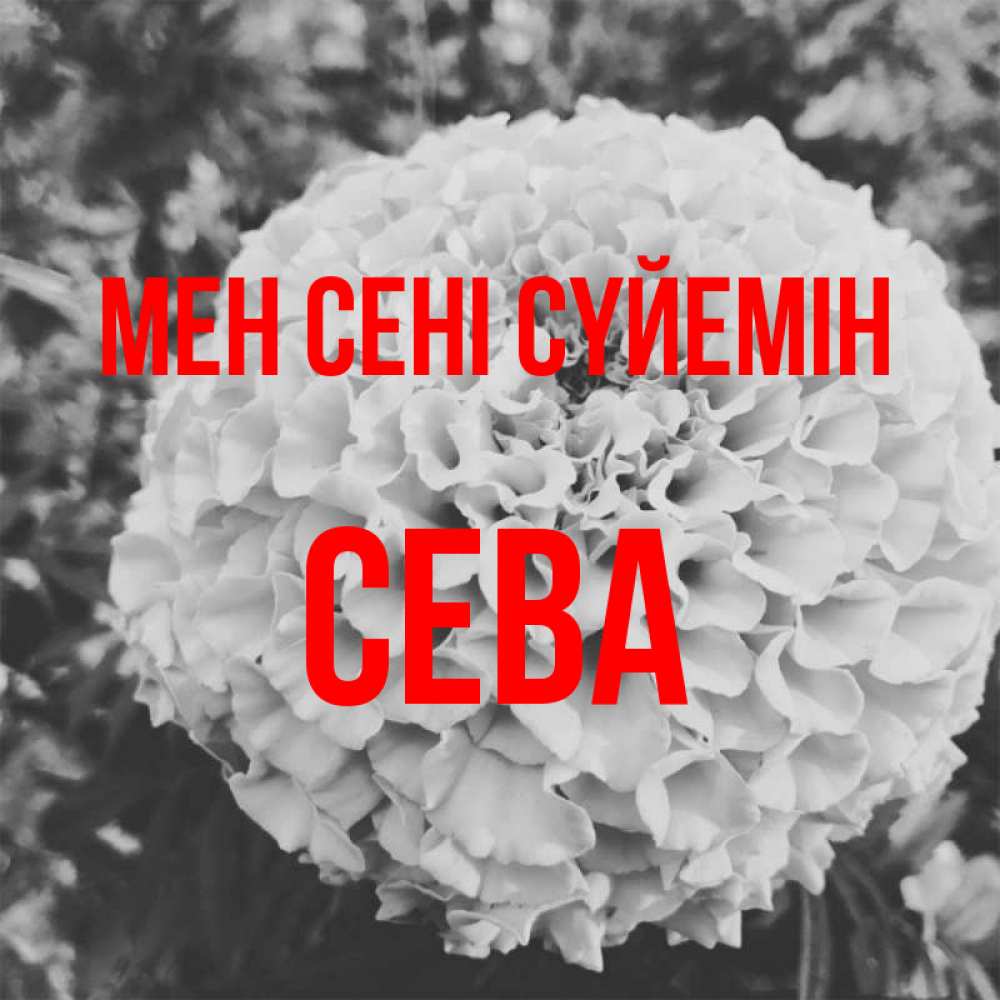 Күн сайын ашық хат с именем, Сева Мен сені сүйемін подпись Онлайн тегін жүктеп алу тілектері бар керемет карта 