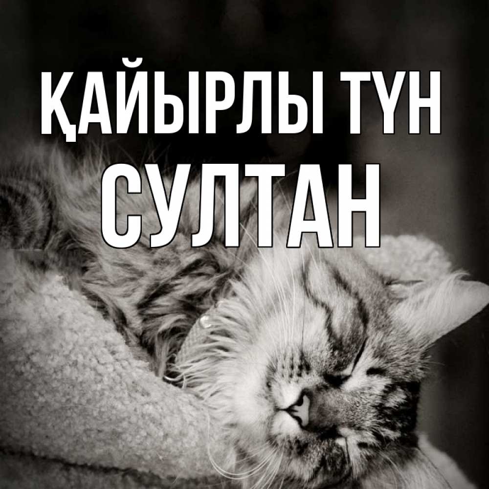 Күн сайын ашық хат с именем, Султан Қайырлы түн котярик пушистый Онлайн тегін жүктеп алу тілектері бар керемет карта 
