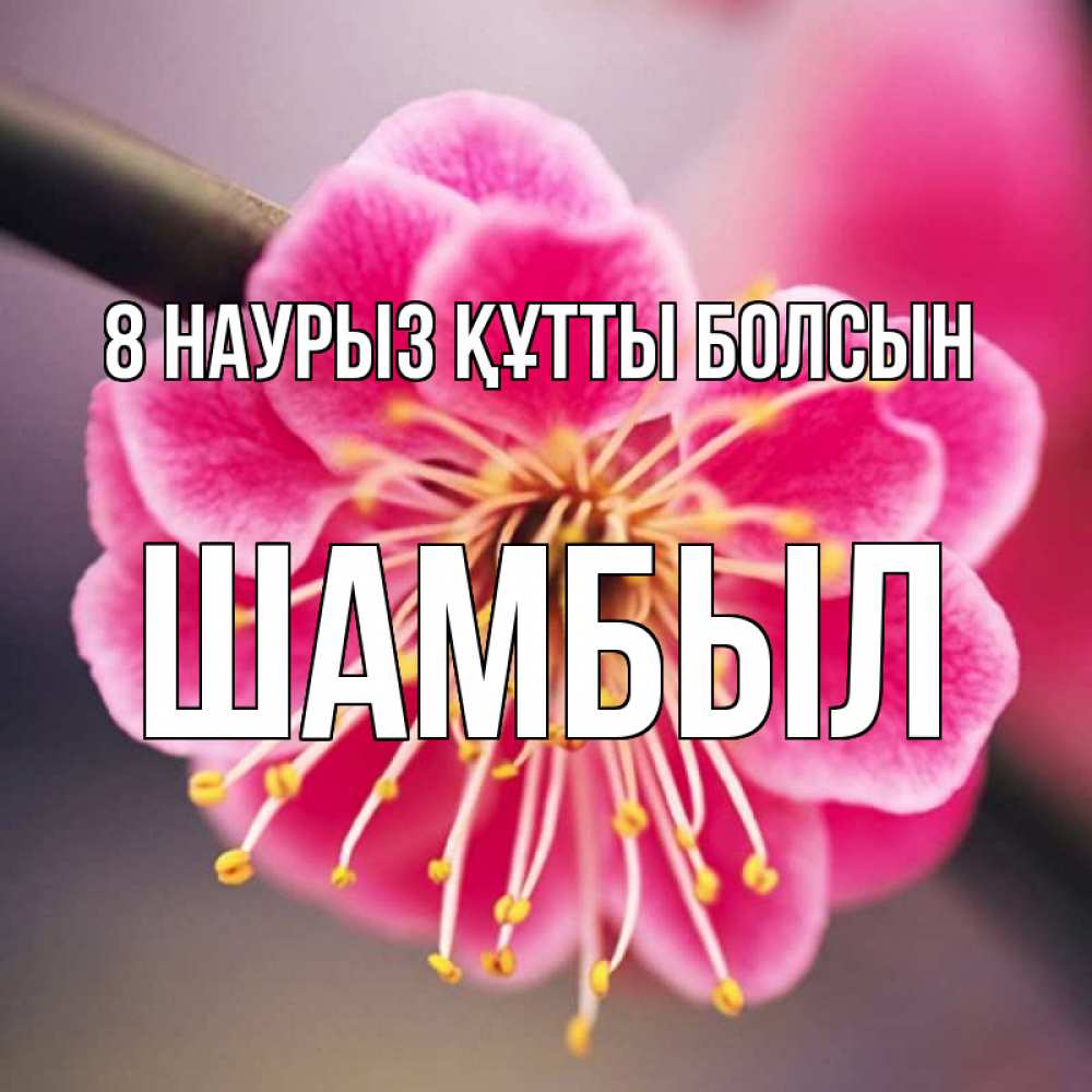 Күн сайын ашық хат с именем, ШАМБЫЛ 8 наурыз құтты болсын цветы Онлайн тегін жүктеп алу тілектері бар керемет карта 