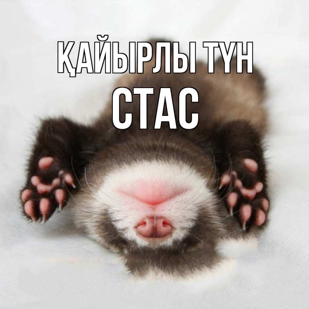 Күн сайын ашық хат с именем, Стас Қайырлы түн зверек Онлайн тегін жүктеп алу тілектері бар керемет карта 