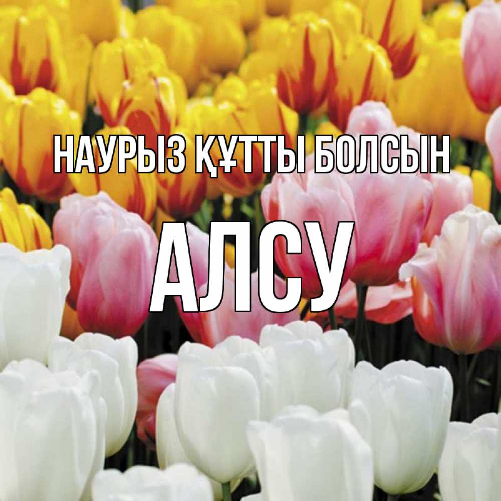 Күн сайын ашық хат с именем, Алсу Наурыз құтты болсын разноцветные цветы Онлайн тегін жүктеп алу тілектері бар керемет карта 