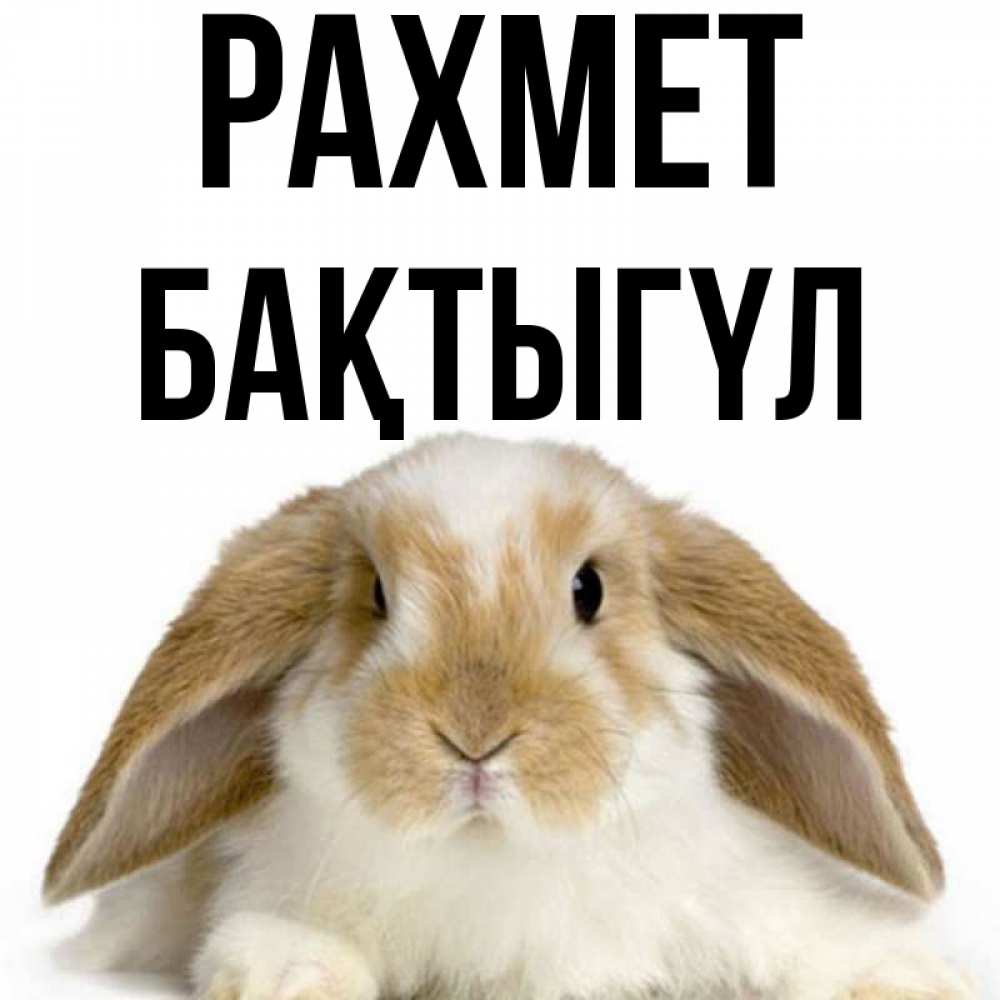 Күн сайын ашық хат с именем, БАҚТЫГҮЛ рахмет коричнево белый заяц Онлайн тегін жүктеп алу тілектері бар керемет карта 