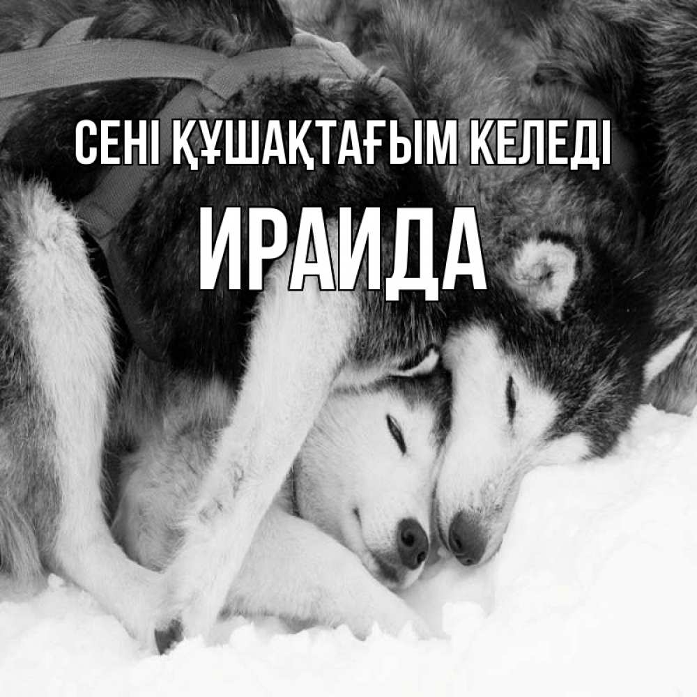 Күн сайын ашық хат с именем, Ираида сені құшақтағым келеді собачки в упряжке Онлайн тегін жүктеп алу тілектері бар керемет карта 