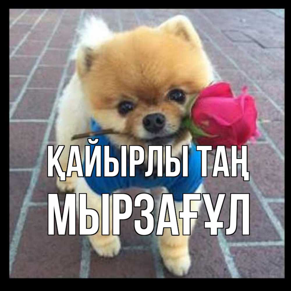 Күн сайын ашық хат с именем, Мырзағұл Қайырлы таң роза в зубах Онлайн тегін жүктеп алу тілектері бар керемет карта 