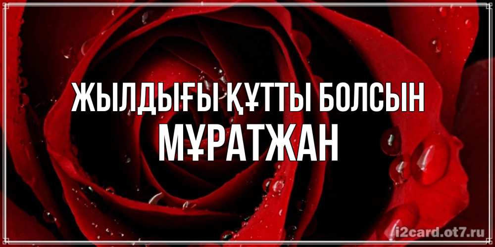 Күн сайын ашық хат с именем, Мұратжан Жылдығы құтты болсын крупная бордовая роза Онлайн тегін жүктеп алу тілектері бар керемет карта 