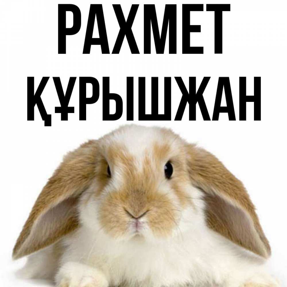 Күн сайын ашық хат с именем, ҚҰРЫШЖАН рахмет коричнево белый заяц Онлайн тегін жүктеп алу тілектері бар керемет карта 