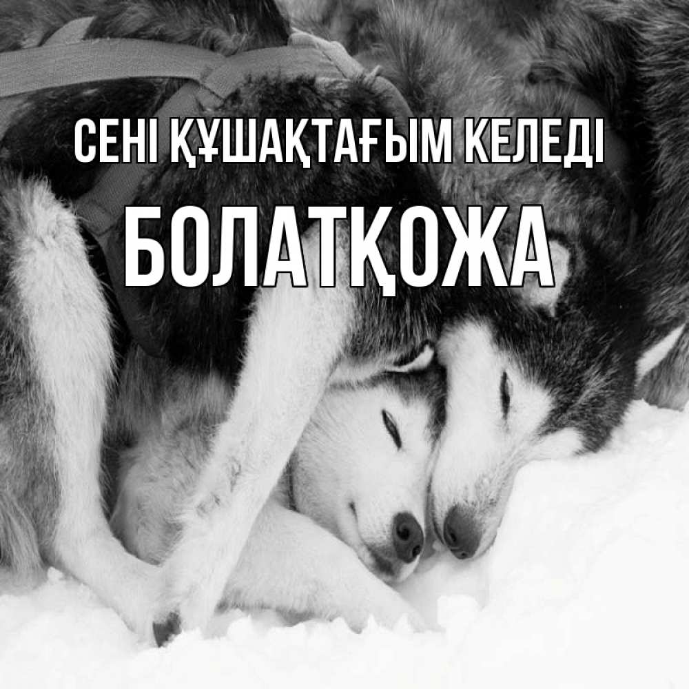 Күн сайын ашық хат с именем, Болатқожа сені құшақтағым келеді собачки в упряжке Онлайн тегін жүктеп алу тілектері бар керемет карта 