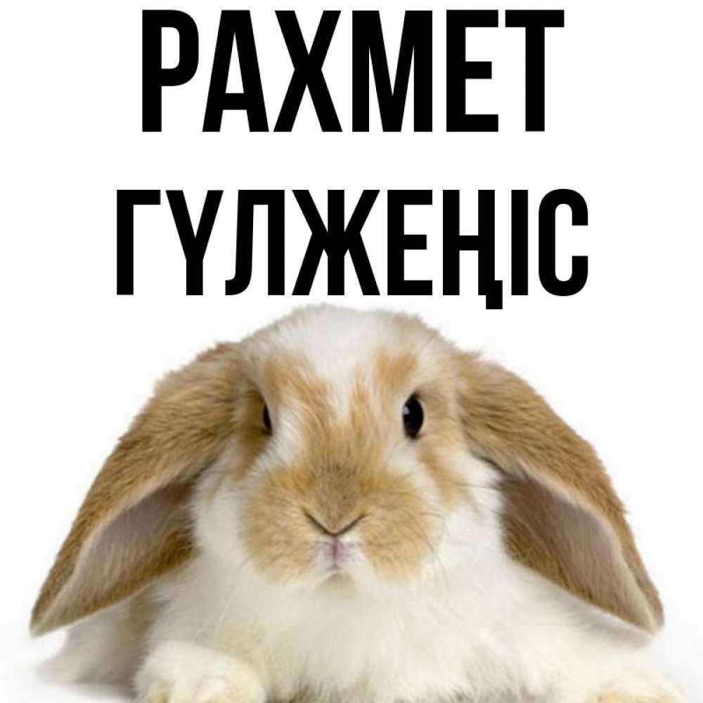 Күн сайын ашық хат с именем, ГҮЛЖЕҢІС рахмет коричнево белый заяц Онлайн тегін жүктеп алу тілектері бар керемет карта 