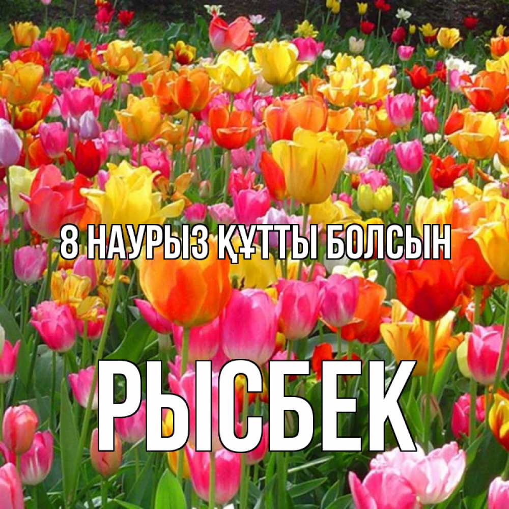 Күн сайын ашық хат с именем, РЫСБЕК 8 наурыз құтты болсын на международный женский день Онлайн тегін жүктеп алу тілектері бар керемет карта 