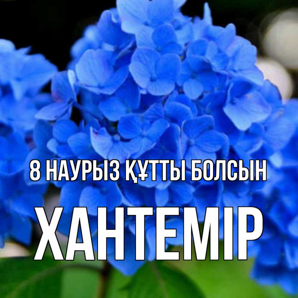 Күн сайын ашық хат с именем, ХАНТЕМІР 8 наурыз құтты болсын синие цветы Онлайн тегін жүктеп алу тілектері бар керемет карта 