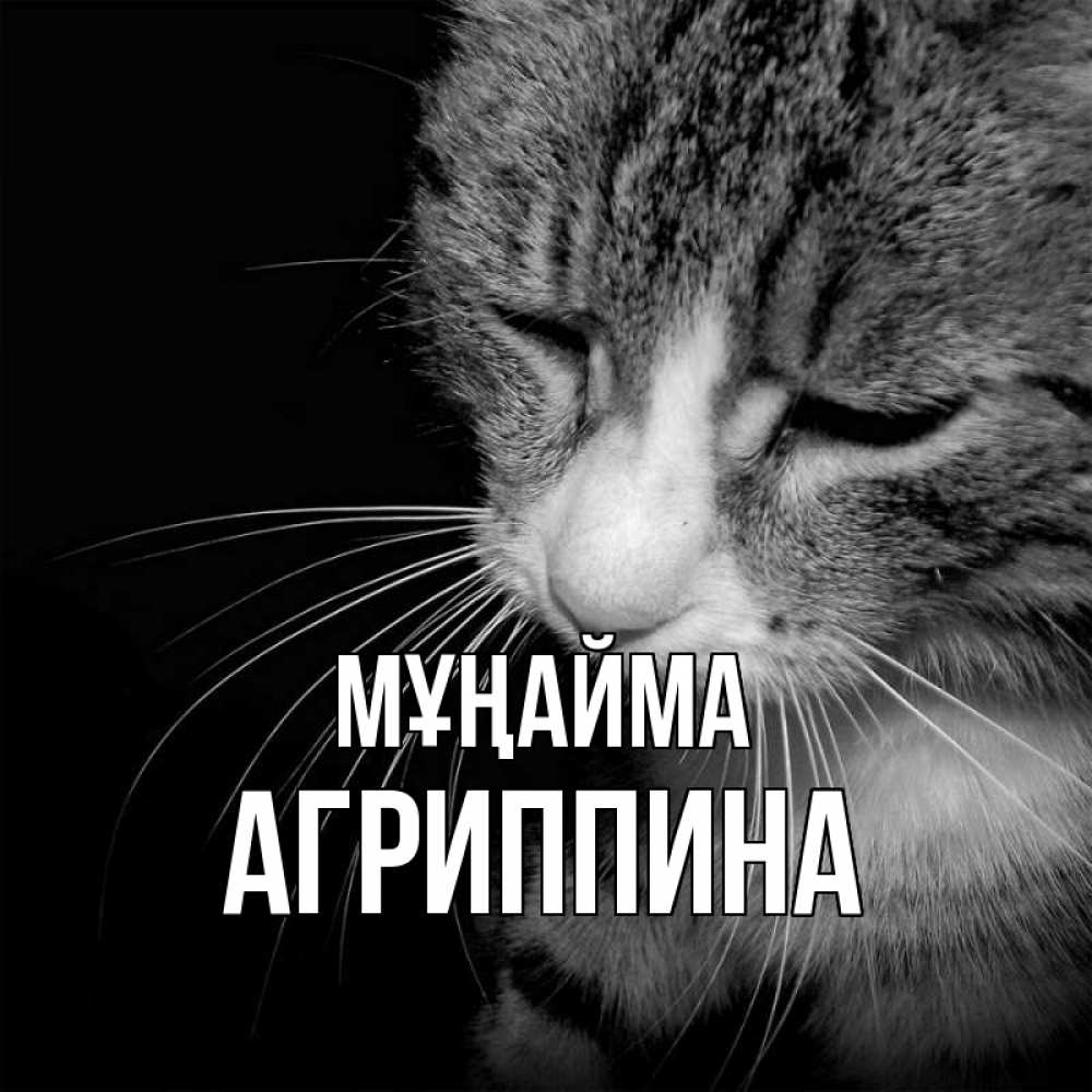 Күн сайын ашық хат с именем, Агриппина Мұңайма грустный котик Онлайн тегін жүктеп алу тілектері бар керемет карта 