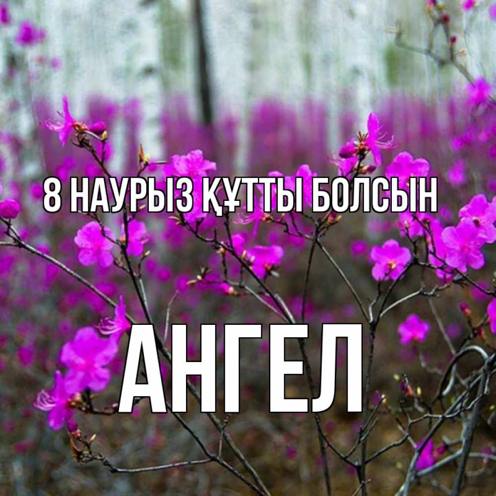 Күн сайын ашық хат с именем, Ангел 8 наурыз құтты болсын дикие цветы Онлайн тегін жүктеп алу тілектері бар керемет карта 