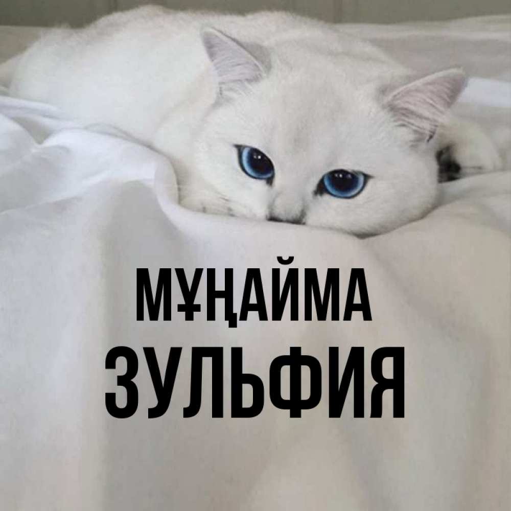 Күн сайын ашық хат с именем, Зульфия Мұңайма Голубоглазая кошка Онлайн тегін жүктеп алу тілектері бар керемет карта 