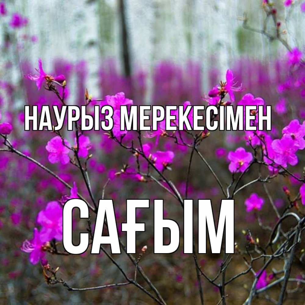 Күн сайын ашық хат с именем, САҒЫМ Наурыз мерекесімен дикие цветы Онлайн тегін жүктеп алу тілектері бар керемет карта 