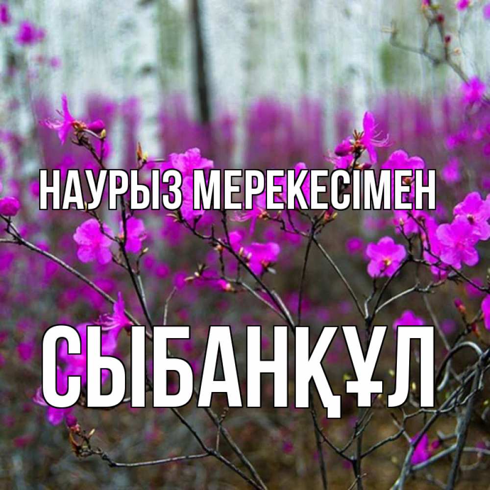 Күн сайын ашық хат с именем, СЫБАНҚҰЛ Наурыз мерекесімен дикие цветы Онлайн тегін жүктеп алу тілектері бар керемет карта 