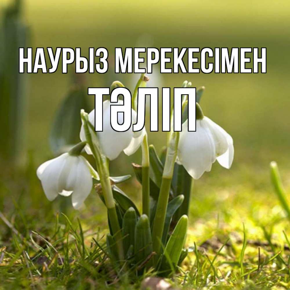 Күн сайын ашық хат с именем, ТӘЛІП Наурыз мерекесімен ранние цветы 2 Онлайн тегін жүктеп алу тілектері бар керемет карта 