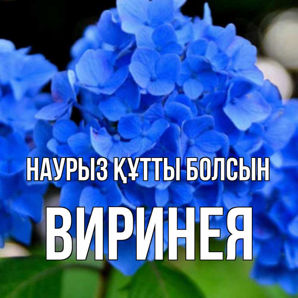 Күн сайын ашық хат с именем, Виринея Наурыз құтты болсын синие цветы Онлайн тегін жүктеп алу тілектері бар керемет карта 