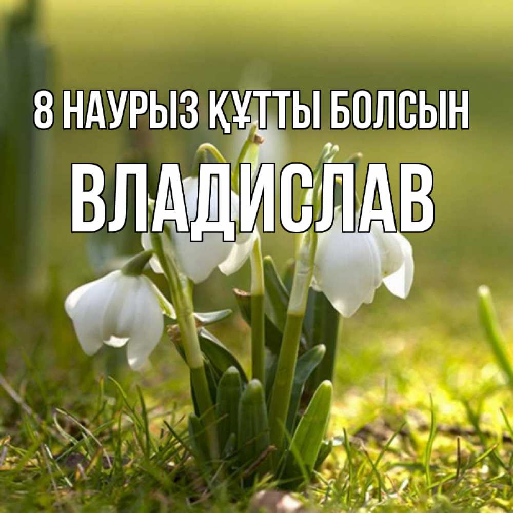 Күн сайын ашық хат с именем, Владислав 8 наурыз құтты болсын ранние цветы 2 Онлайн тегін жүктеп алу тілектері бар керемет карта 