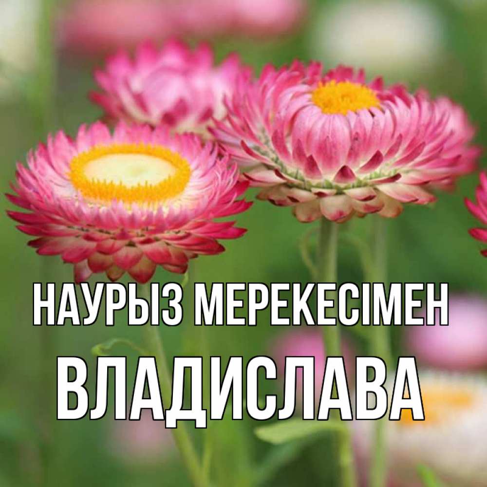 Күн сайын ашық хат с именем, Владислава Наурыз мерекесімен подарок на международный женский день Онлайн тегін жүктеп алу тілектері бар керемет карта 