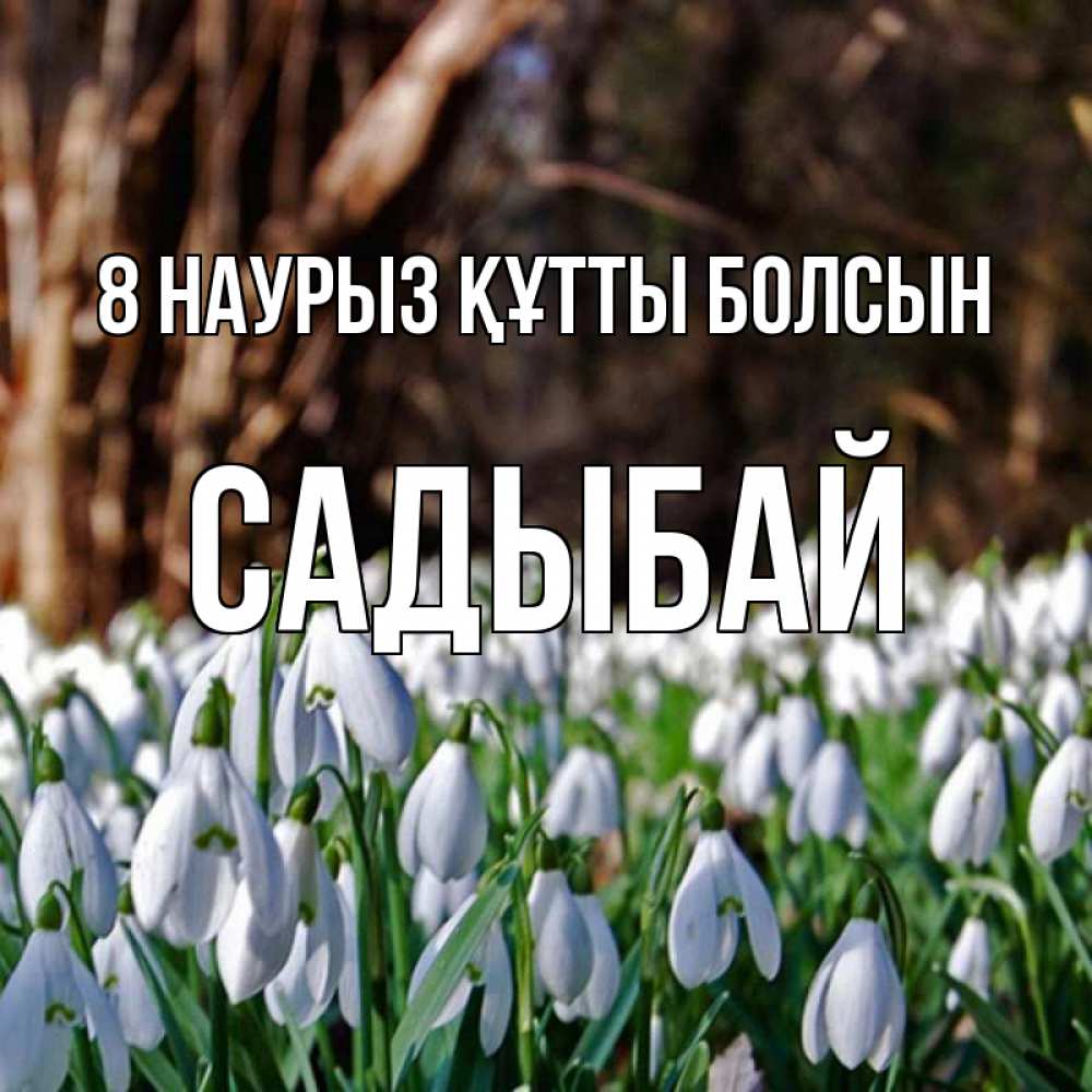 Күн сайын ашық хат с именем, САДЫБАЙ 8 наурыз құтты болсын с подснежниками 1 Онлайн тегін жүктеп алу тілектері бар керемет карта 