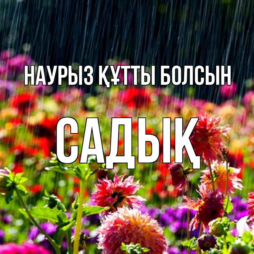Күн сайын ашық хат с именем, САДЫҚ Наурыз құтты болсын цветы под дождиком к наурызу Онлайн тегін жүктеп алу тілектері бар керемет карта 