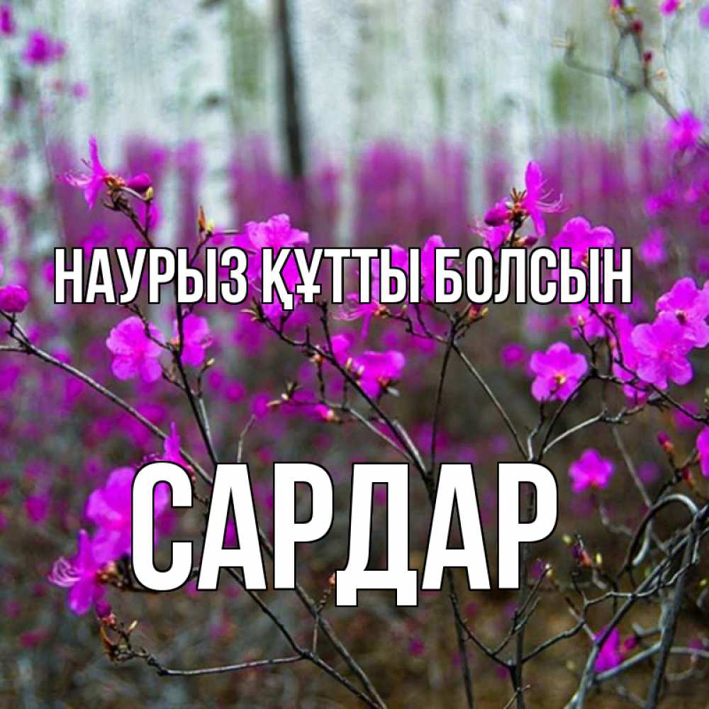 Күн сайын ашық хат с именем, САРДАР Наурыз құтты болсын дикие цветы Онлайн тегін жүктеп алу тілектері бар керемет карта 
