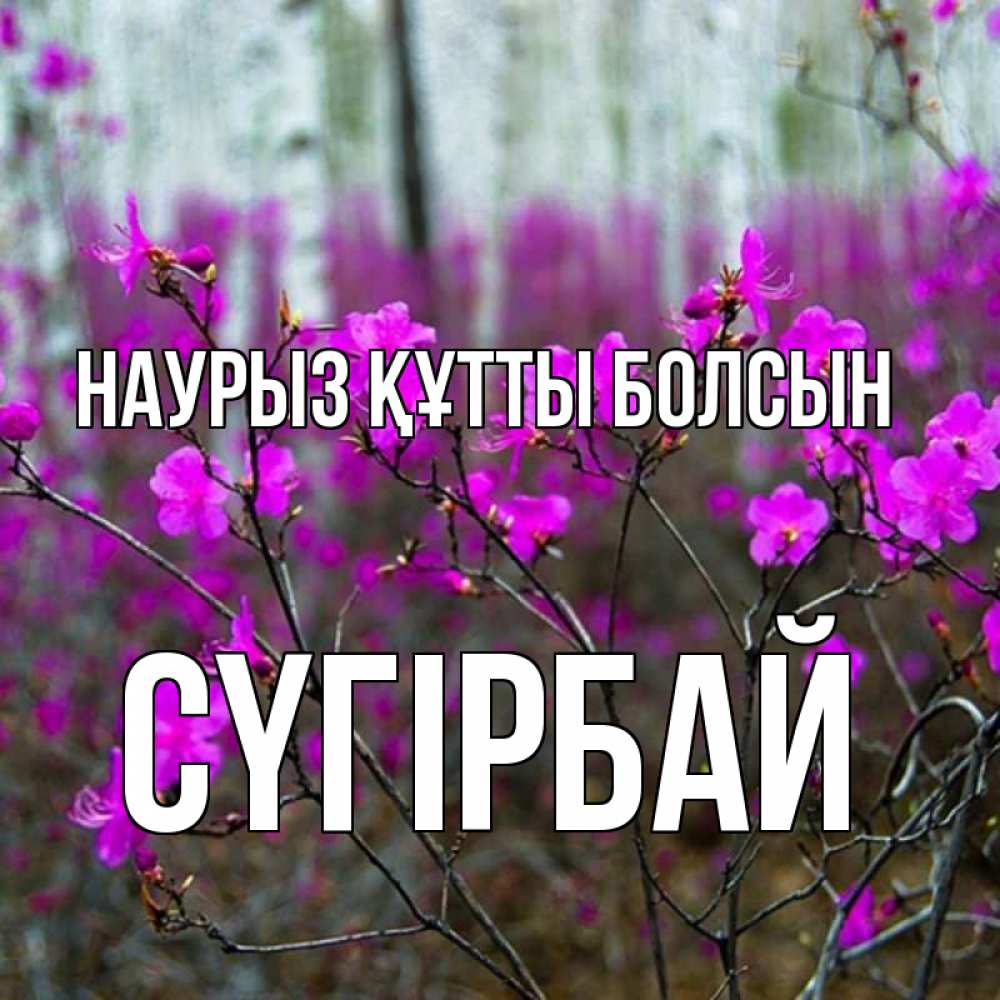 Күн сайын ашық хат с именем, СҮГІРБАЙ Наурыз құтты болсын дикие цветы Онлайн тегін жүктеп алу тілектері бар керемет карта 
