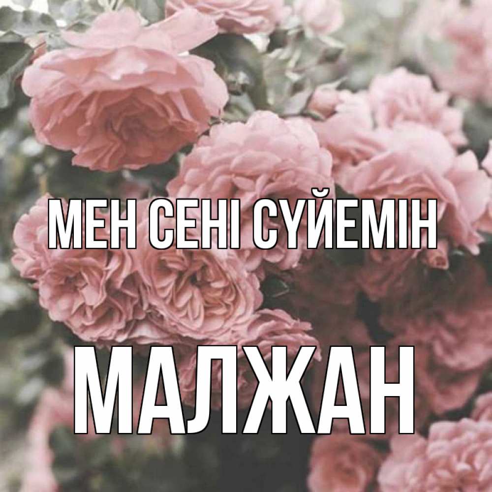Күн сайын ашық хат с именем, МАЛЖАН Мен сені сүйемін розы 3 Онлайн тегін жүктеп алу тілектері бар керемет карта 