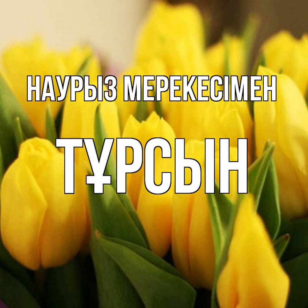 Күн сайын ашық хат с именем, ТҰРСЫН Наурыз мерекесімен цветы Онлайн тегін жүктеп алу тілектері бар керемет карта 