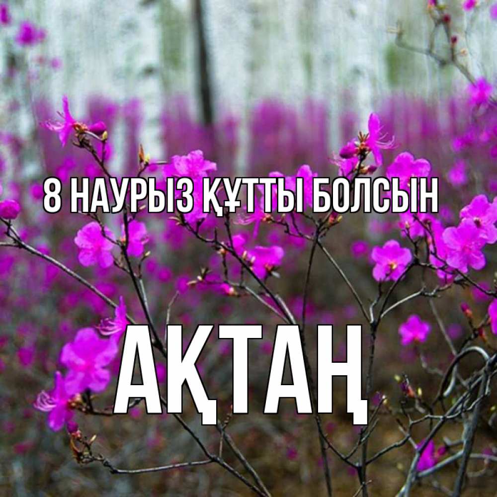 Күн сайын ашық хат с именем, Ақтаң 8 наурыз құтты болсын дикие цветы Онлайн тегін жүктеп алу тілектері бар керемет карта 