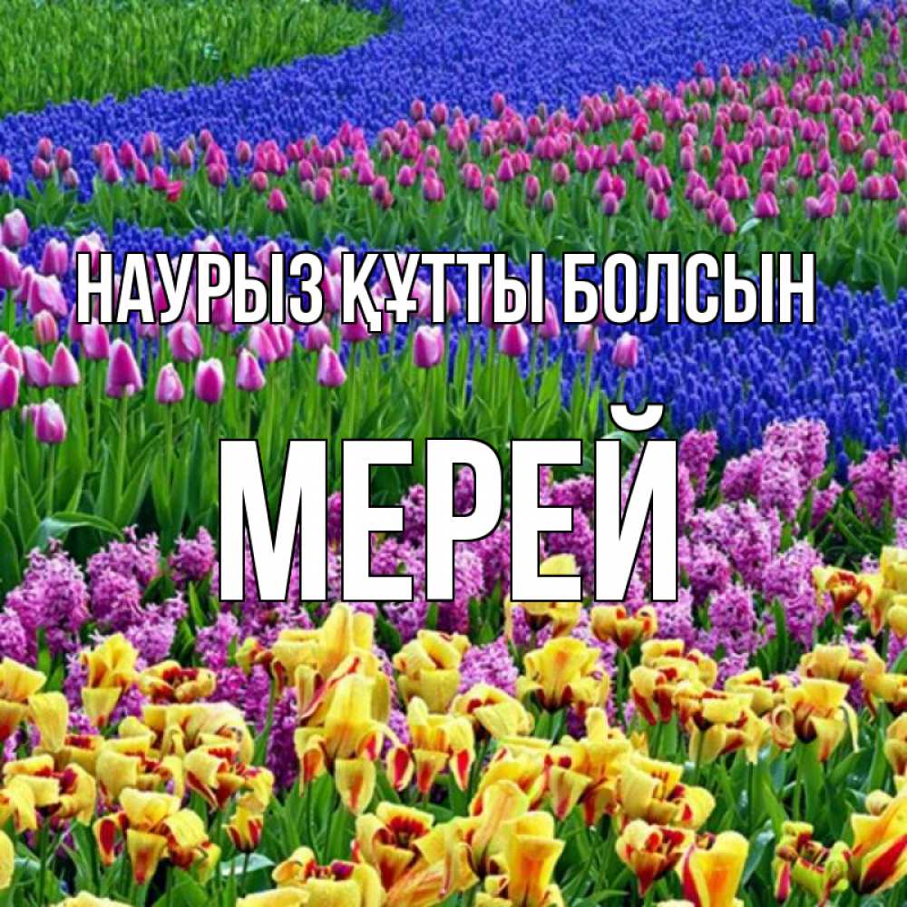 Күн сайын ашық хат с именем, МЕРЕЙ Наурыз құтты болсын цветы Онлайн тегін жүктеп алу тілектері бар керемет карта 
